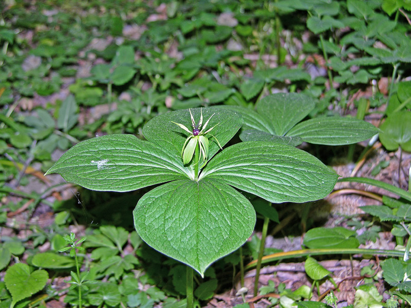 Paris quadrifolia / Erba crociona